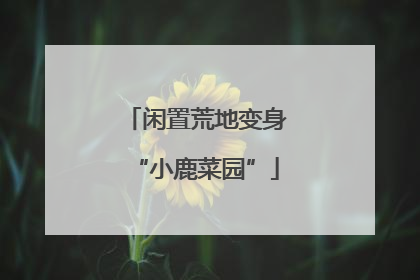 闲置荒地变身“小鹿菜园”