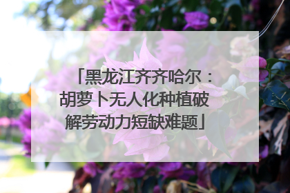 黑龙江齐齐哈尔：胡萝卜无人化种植破解劳动力短缺难题