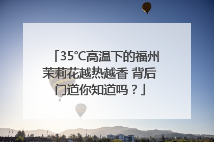 35℃高温下的福州茉莉花越热越香 背后门道你知道吗？