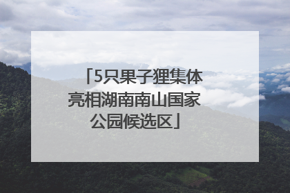 5只果子狸集体亮相湖南南山国家公园候选区