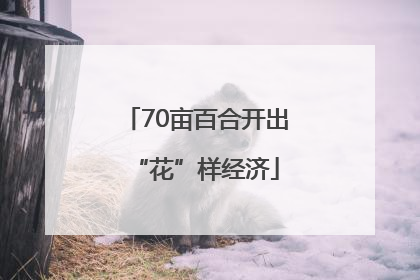 70亩百合开出“花”样经济